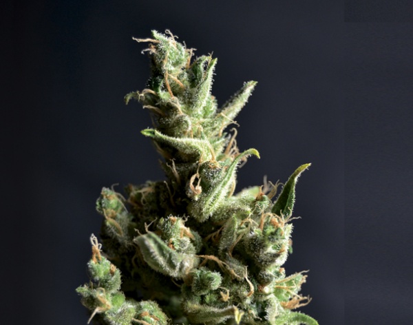 Amnesia 5