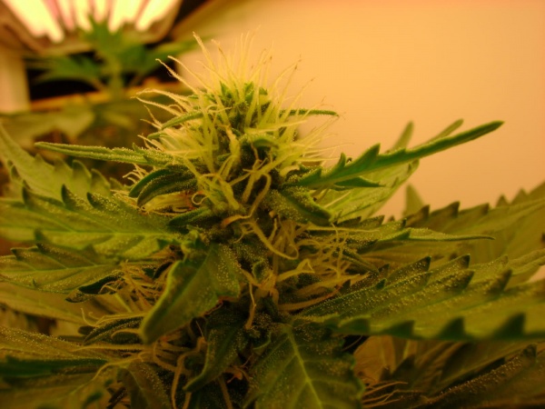 Auto 47