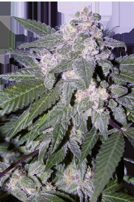 Auto Blue
