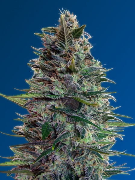 Auto Blue Diesel