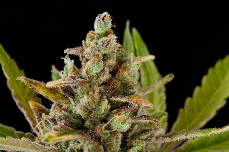 Big Kush