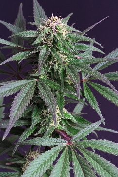 Blue Moonshine