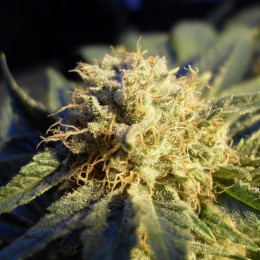 Blue Mystic Auto