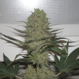 Blue Mystic