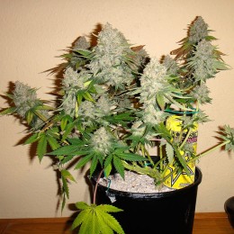 Bubblelicious Auto