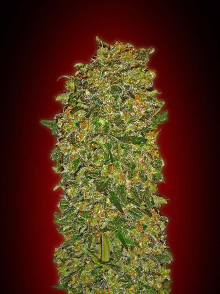 Chocolate Kush