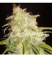 Critical Yumbolt
