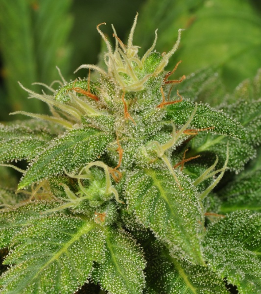 Electric Lemon G