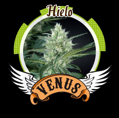 Hielo