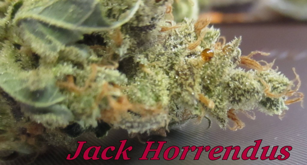 Jack Horrendus