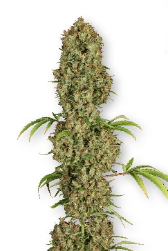 Jorges diamond #1