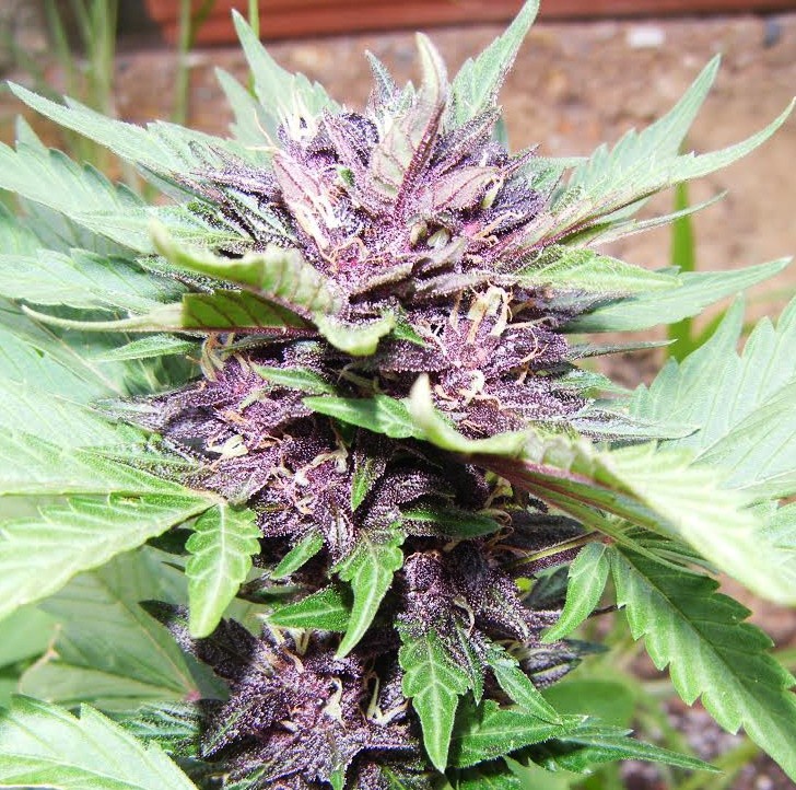 Jota Mayuscula Purple Auto