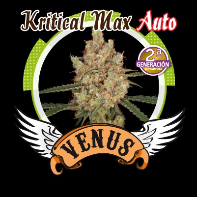 Kritical Max Auto