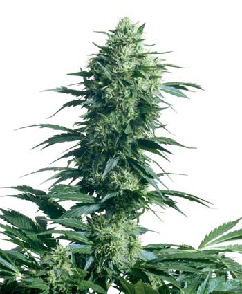 Mothers Finest