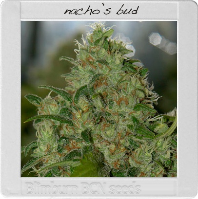 Nachos Bud