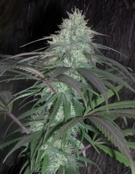 Nepal Jam