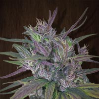 Oldtimers haze