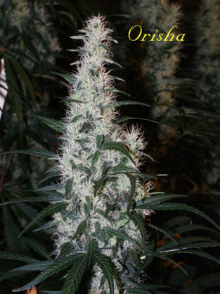 Orisha