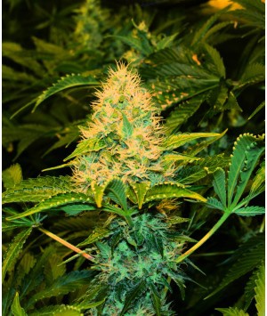 Papi Kush