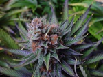 Blue Dream