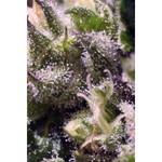 Cream Caramel Auto