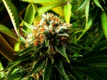 Critical Budha