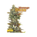 Morango Haze