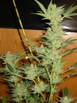 Skunk Widow