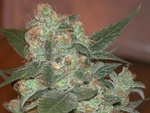Sour Kush