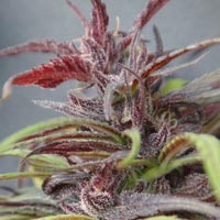 Purple haze thai