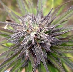 Purple Power