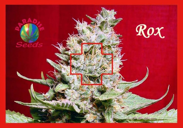 Rox