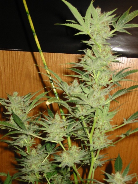 Skunk Widow