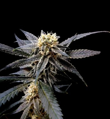 Strawberry Banana
