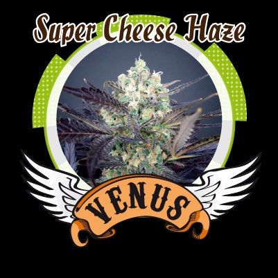 Super Cheese Haze