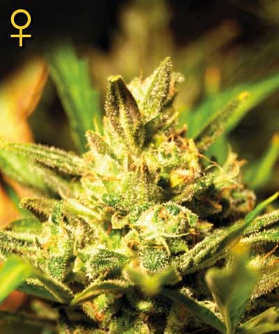 Super Critical Auto