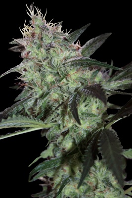 Super Diesel