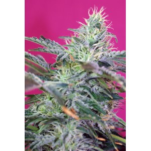 Sweet cheese auto