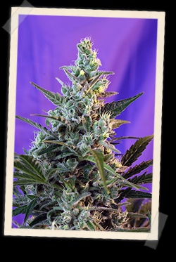 Sweet Skunk F1 Fv