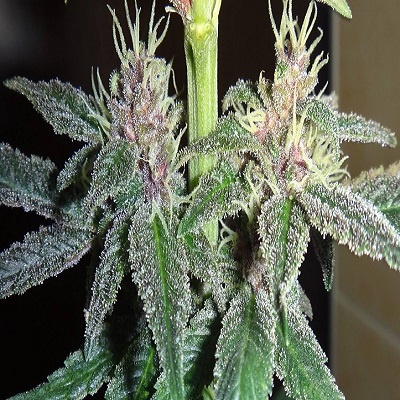 Violeta