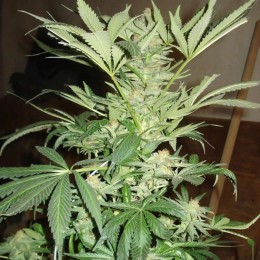 White Rhino