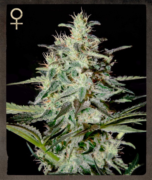 White Lemon