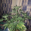 Cheese Autoflowering