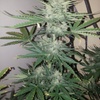 Cheese Autoflowering