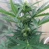 Cheese Autoflowering