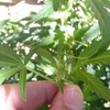 Desconocida Sativa