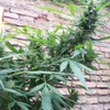 Desconocida Sativa