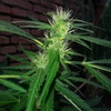 Desconocida Sativa