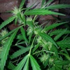 Desconocida Sativa