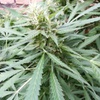 Desconocida Sativa